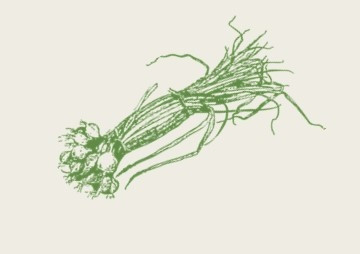 ผลของสารสกัดจากไซยาโนแบคทีเรีย Hapalosiphon sp. ... พารามิเตอร์รูปภาพ 1