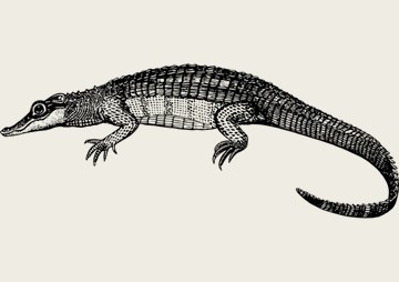 การศึกษาตัวอย่างซากดึกดำบรรพ์จระเข้วงศ์ Goniopholididae ... พารามิเตอร์รูปภาพ 1