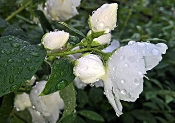 การรักษาดอกมะลิให้คงทน พารามิเตอร์รูปภาพ 1
