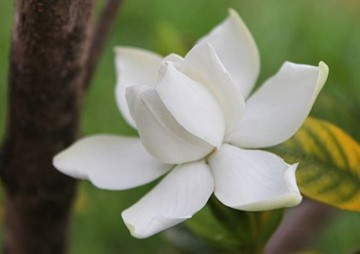 การรักษาดอกมะลิให้คงทน พารามิเตอร์รูปภาพ 1
