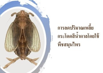 การลดปริมาณเพลี้ยกระโดดสีน้ำตาลโดยใช้พืชสมุนไพร พารามิเตอร์รูปภาพ 1