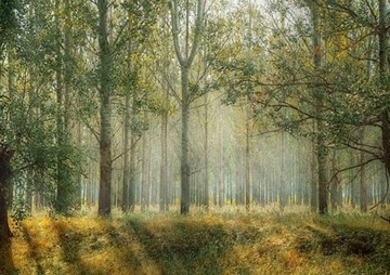 For-rest (Forrest) เพื่อพักผ่าน (ป่า) พารามิเตอร์รูปภาพ 1