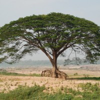 ต้นจามจุรี รูปภาพ 1
