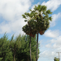 ต้นตาล รูปภาพ 4