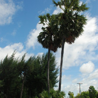 ต้นตาล รูปภาพ 3