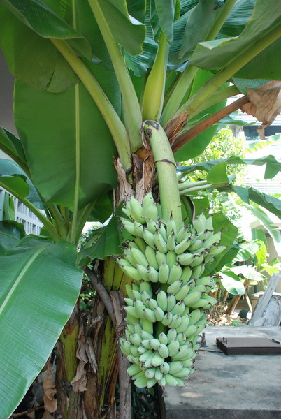 การ ปลูก หน่อ กล้วย png