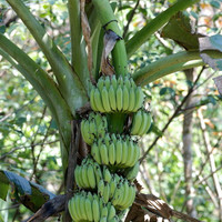 ต้นกล้วย รูปภาพ 2