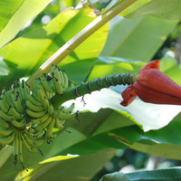 ต้นกล้วย รูปภาพ 1