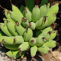 ต้นกล้วย รูปภาพ 3