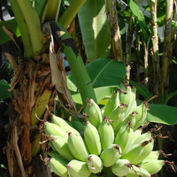 ต้นกล้วย รูปภาพ 4