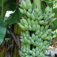 ต้นกล้วย รูปภาพ 5