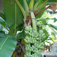 ต้นกล้วย รูปภาพ 10