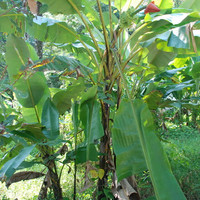 ต้นกล้วย รูปภาพ 6