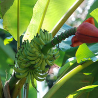 ต้นกล้วย รูปภาพ 8