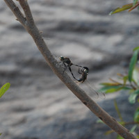 แมลงปอ รูปภาพ 2