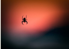 เมื่อแมงมุมล่วงหล่นมาจากท้องฟ้า ! (Ballooning spider) รูปภาพ 1