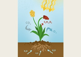 Photosynthesis รูปภาพ 1