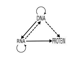 Central dogma รูปภาพ 1