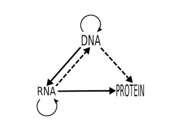 Central dogma