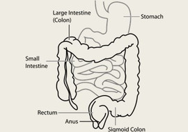 ระบบขับถ่าย (Excretory System) รูปภาพ 1