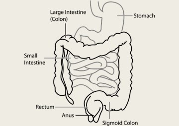 ระบบขับถ่าย (Excretory System) ระบบขับถ่าย (Excretory System)