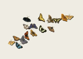 Metamorphosis พารามิเตอร์รูปภาพ 1