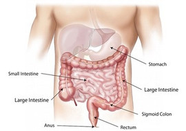 ระบบย่อยอาหาร (digestive system) รูปภาพ 1