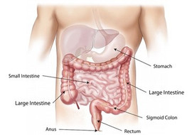 ระบบย่อยอาหาร (digestive system) พารามิเตอร์รูปภาพ 1