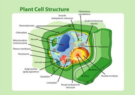 โครงสร้างพืช (plant structure) รูปภาพ 1