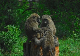 พฤติกรรมสัตว์ (Animal Behavior) พารามิเตอร์รูปภาพ 1