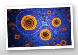 ชีววิทยาของเซลล์ (cell biology) รูปภาพ 1