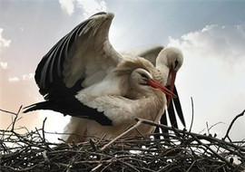 การสืบพันธุ์ของสิ่งมีชีวิต พารามิเตอร์รูปภาพ 1