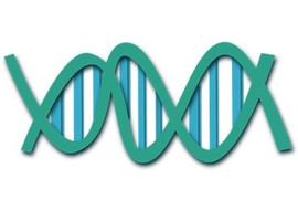 ยีนและการแสดงออกของยีน รูปภาพ 1