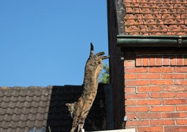 ฟิสิกส์ในชีวิตประจำวัน ตอน Why cats have nine lives พารามิเตอร์รูปภาพ 1