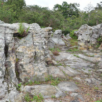 ลานหินหน่อ ที่ อุทยานแห่งชาติป่าหินงาม รูปภาพ 7