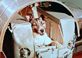 สุนัขตัวแรกบนอวกาศ รูปภาพ 1