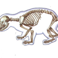 โครงสร้างภายในร่างกายของสัตว์มีกระดูกสันหลังและไม่มีกระดูกสั ... รูปภาพ 10
