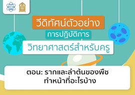 รากและลำต้นของพืชทำหน้าที่อะไรบ้าง พารามิเตอร์รูปภาพ 1