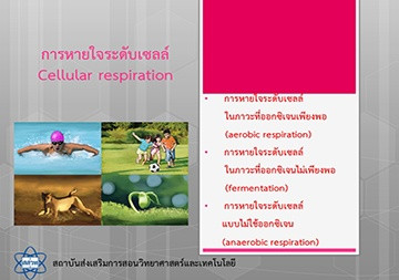 ไฟล์งานนำเสนอ : การหายใจระดับเซลล์ รูปภาพ 1