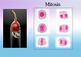 วีดิทัศน์ : การแบ่งเซลล์แบบไมโทซิสของปลายรากหอม รูปภาพ 1
