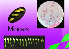 วีดิทัศน์ : การแบ่งเซลล์แบบไมโอซิสในเซลล์พืช (ดอกกุยช่าย) รูปภาพ 1