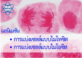 แอนิเมชัน : การแบ่งเซลล์แบบไมโทซิสและไมโอซิส พารามิเตอร์รูปภาพ 1