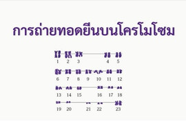 แอนิเมชัน : การถ่ายทอดยีนบนโครโมโซม พารามิเตอร์รูปภาพ 1
