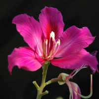 ชงโค พารามิเตอร์รูปภาพ 2