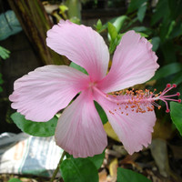 ชบา พารามิเตอร์รูปภาพ 6