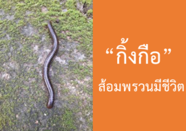 กิ้งกือ (Millipede) รูปภาพ 1