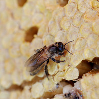 ผึ้ง รูปภาพ 6