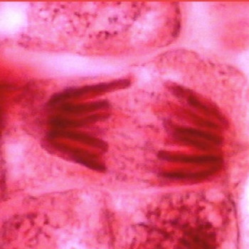 โปสเตอร์มัลติมีเดีย : การแบ่งเซลล์แบบไมโทซิส รูปภาพ 1