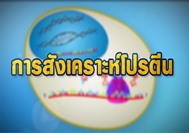 แอนิเมชัน : การสังเคราะห์โปรตีน รูปภาพ 1