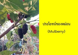 ประโยชน์ของหม่อน (Mulberry) รูปภาพ 1